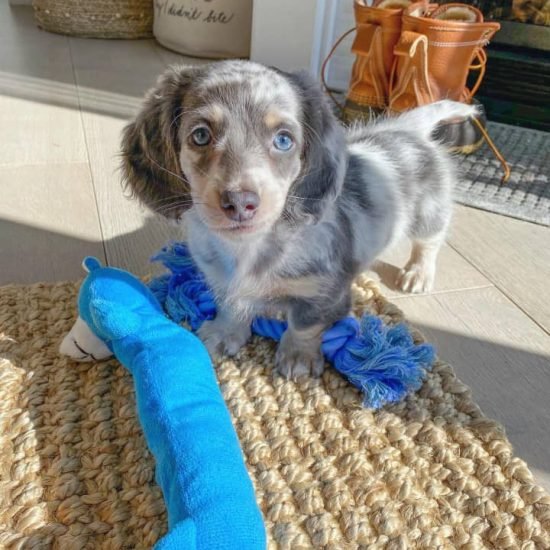 WhatsApp Image 2025-09-03 at 3.03.44 AM (1)