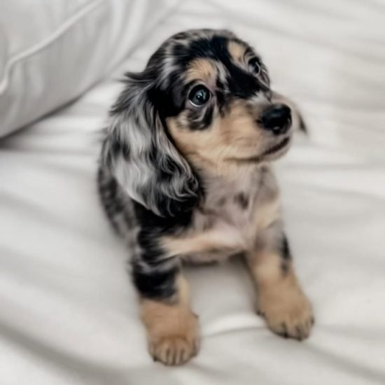 WhatsApp Image 2025-09-03 at 3.19.43 AM