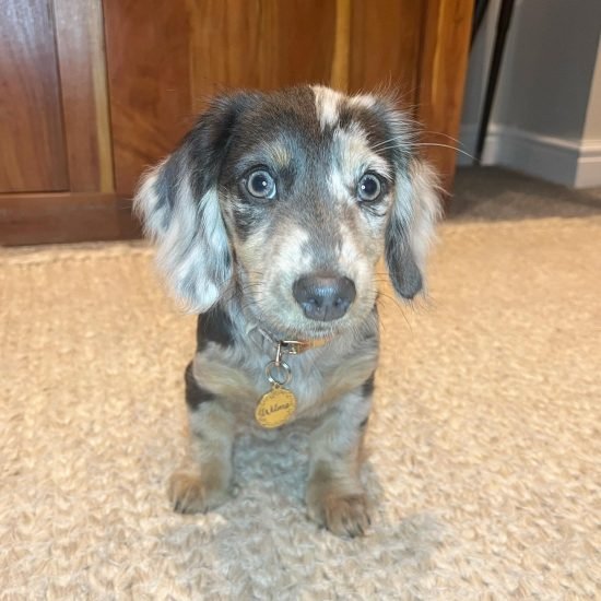 wilma(female) (9)